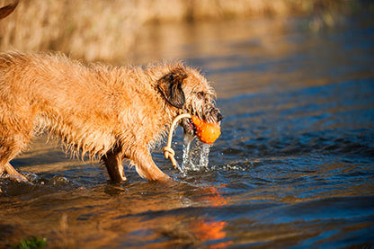 Major Dog Swimming Eddy Floating Fetch Toy with Handle - Small