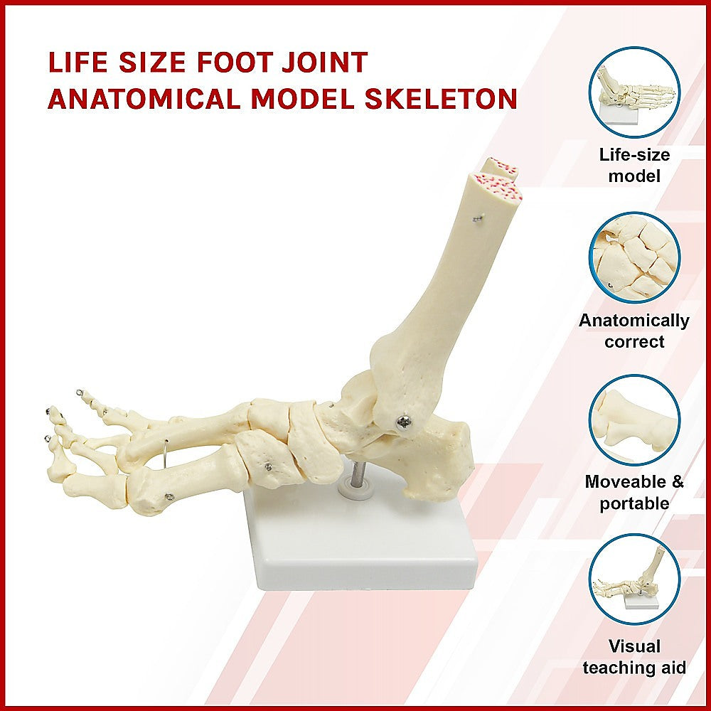 Life Size Foot Joint Anatomical Model Skeleton