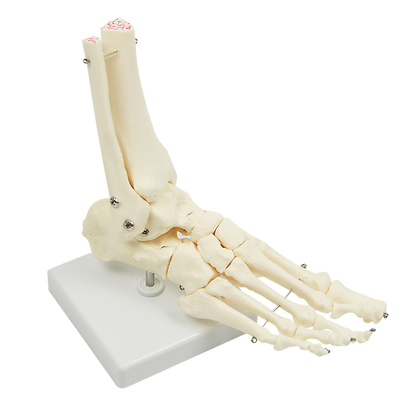 Life Size Foot Joint Anatomical Model Skeleton