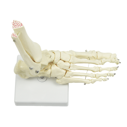 Life Size Foot Joint Anatomical Model Skeleton