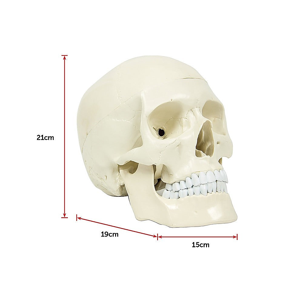 Life Size Anatomical Deluxe Human Skull Model Medical Skeleton Anatomy Replica