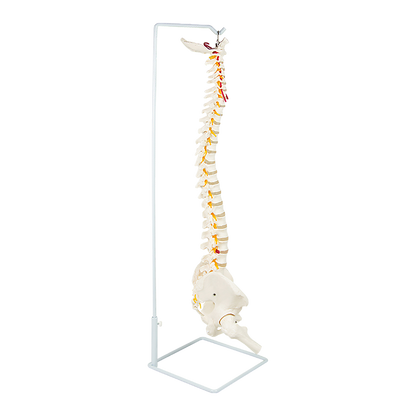 Life Size Flexible Vertebral Spine Pelvis & Femur Skeleton Model Anatomy Model